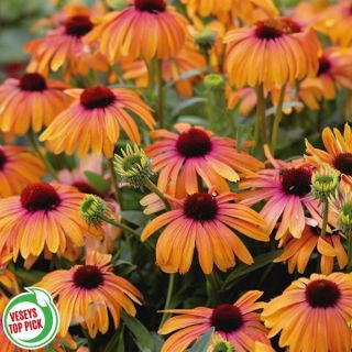 Marcella Butterfly Rainbow Coneflower Thumbnail